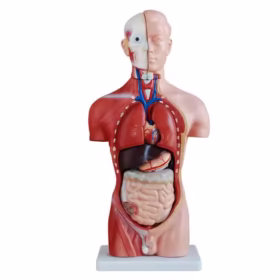 Anatomical models serve a variety of purposes, primarily in education, but also in surgery and product development. They are used to teach anatomy, especially in medical school, to help students visualize and understand the complex structures of the human body