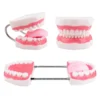 About this item The Magnum Mouth Model is enlarged 6 times normal and includes a full set of teeth and a movable tongue. The tongue is held in place by a single screw and can be easily removed using a screwdriver. The dental teeth model contains a complete set of 32 teeth, including 8 incisors, 4 canines, 8 premolars, 8 molars and 4 wisdom teeth. Ideal for training kids about mouth and teeth structure, proper brushing technique, and is also suitable for use by language educators. The flexible hinge can open and close the mouth freely and even the mouth’s shape can be changed effortlessly. The bendable hinge helps keep the mouth wide open so you can adjust the shape without manual assistance. Our anatomical teeth model is a terrific aid in teaching and for demonstrations.