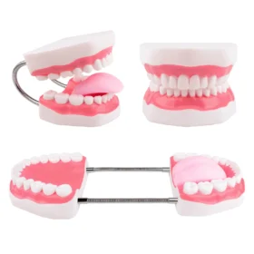 About this item The Magnum Mouth Model is enlarged 6 times normal and includes a full set of teeth and a movable tongue. The tongue is held in place by a single screw and can be easily removed using a screwdriver. The dental teeth model contains a complete set of 32 teeth, including 8 incisors, 4 canines, 8 premolars, 8 molars and 4 wisdom teeth. Ideal for training kids about mouth and teeth structure, proper brushing technique, and is also suitable for use by language educators. The flexible hinge can open and close the mouth freely and even the mouth’s shape can be changed effortlessly. The bendable hinge helps keep the mouth wide open so you can adjust the shape without manual assistance. Our anatomical teeth model is a terrific aid in teaching and for demonstrations.