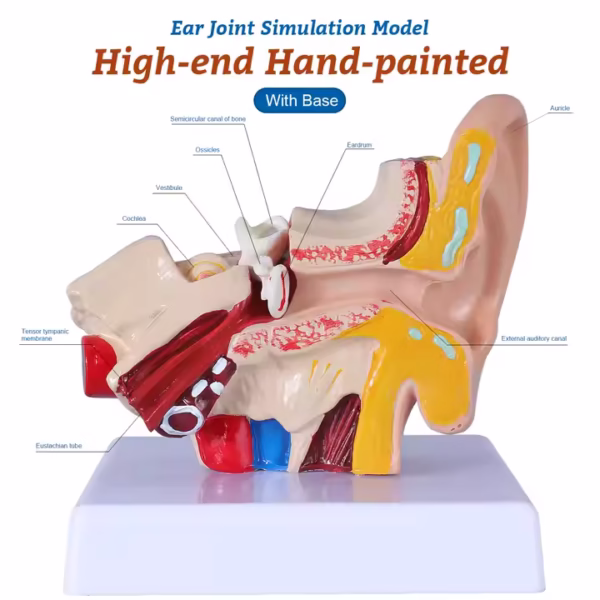 The ear anatomy model serves as an invaluable educational tool for those interested in the complexities of human anatomy, particularly the auditory system