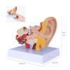 The ear anatomy model serves as an invaluable educational tool for those interested in the complexities of human anatomy, particularly the auditory system