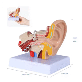 The ear anatomy model serves as an invaluable educational tool for those interested in the complexities of human anatomy, particularly the auditory system