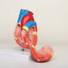 Material PVC Usage/Application Medical Type Heart model Size Life size Brand KKI Warranty 2 YEARS Weight 250 GMS We have our Clients in many Cities who are totally satisfied with the quality of Human Heart 3d Model. We always believe in Client satisfaction so our Human Heart 3d Model has always been Pre checked and then supplied to our suppliers. We have 80% Client Repetition that is only due to our quality of Human Heart 3d Model. We always believe in long term Dealing with our clients so we manufacture best quality Human Heart 3d Model. We have 23 Years of experience in Manufacturing Human Heart 3d Model.