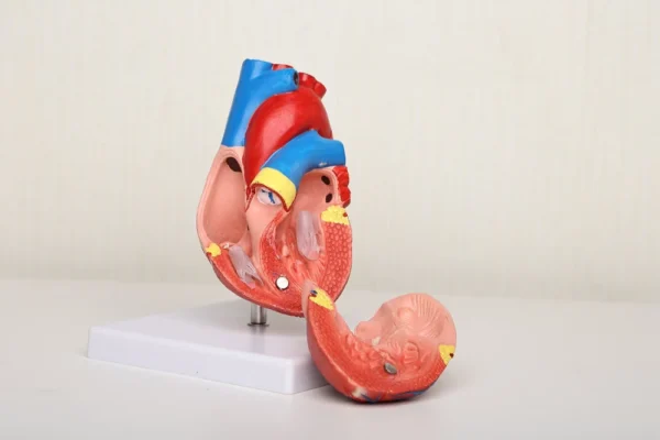 Material PVC Usage/Application Medical Type Heart model Size Life size Brand KKI Warranty 2 YEARS Weight 250 GMS We have our Clients in many Cities who are totally satisfied with the quality of Human Heart 3d Model. We always believe in Client satisfaction so our Human Heart 3d Model has always been Pre checked and then supplied to our suppliers. We have 80% Client Repetition that is only due to our quality of Human Heart 3d Model. We always believe in long term Dealing with our clients so we manufacture best quality Human Heart 3d Model. We have 23 Years of experience in Manufacturing Human Heart 3d Model.