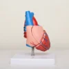 Material PVC Usage/Application Medical Type Heart model Size Life size Brand KKI Warranty 2 YEARS Weight 250 GMS We have our Clients in many Cities who are totally satisfied with the quality of Human Heart 3d Model. We always believe in Client satisfaction so our Human Heart 3d Model has always been Pre checked and then supplied to our suppliers. We have 80% Client Repetition that is only due to our quality of Human Heart 3d Model. We always believe in long term Dealing with our clients so we manufacture best quality Human Heart 3d Model. We have 23 Years of experience in Manufacturing Human Heart 3d Model.