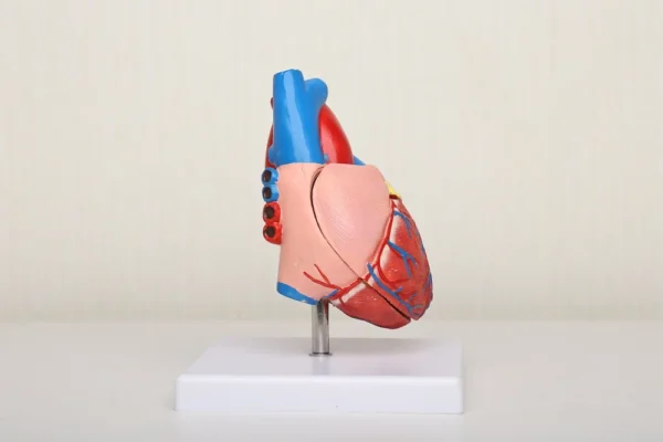 Material PVC Usage/Application Medical Type Heart model Size Life size Brand KKI Warranty 2 YEARS Weight 250 GMS We have our Clients in many Cities who are totally satisfied with the quality of Human Heart 3d Model. We always believe in Client satisfaction so our Human Heart 3d Model has always been Pre checked and then supplied to our suppliers. We have 80% Client Repetition that is only due to our quality of Human Heart 3d Model. We always believe in long term Dealing with our clients so we manufacture best quality Human Heart 3d Model. We have 23 Years of experience in Manufacturing Human Heart 3d Model.