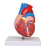 Material PVC Usage/Application Medical Type Heart model Size Life size Brand KKI Warranty 2 YEARS Weight 250 GMS We have our Clients in many Cities who are totally satisfied with the quality of Human Heart 3d Model. We always believe in Client satisfaction so our Human Heart 3d Model has always been Pre checked and then supplied to our suppliers. We have 80% Client Repetition that is only due to our quality of Human Heart 3d Model. We always believe in long term Dealing with our clients so we manufacture best quality Human Heart 3d Model. We have 23 Years of experience in Manufacturing Human Heart 3d Model.
