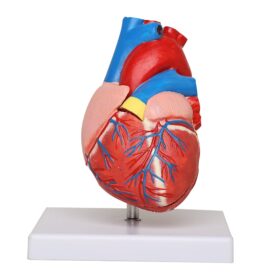 Material PVC Usage/Application Medical Type Heart model Size Life size Brand KKI Warranty 2 YEARS Weight 250 GMS We have our Clients in many Cities who are totally satisfied with the quality of Human Heart 3d Model. We always believe in Client satisfaction so our Human Heart 3d Model has always been Pre checked and then supplied to our suppliers. We have 80% Client Repetition that is only due to our quality of Human Heart 3d Model. We always believe in long term Dealing with our clients so we manufacture best quality Human Heart 3d Model. We have 23 Years of experience in Manufacturing Human Heart 3d Model.