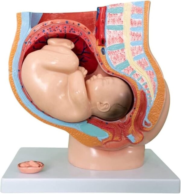 Anatomy Model Human Female Pelvic Section Pregnancy Anatomical Model Human Body Model 9 Months Pregnancy Baby Fetal Teaching Model Science Study