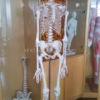 The human skeleton serves six main functions: support, movement, protection, blood cell production, storage of minerals, and endocrine regulation. It provides a rigid framework for the body, allowing for movement and protection of vital organs.