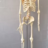 The human skeleton serves six main functions: support, movement, protection, blood cell production, storage of minerals, and endocrine regulation. It provides a rigid framework for the body, allowing for movement and protection of vital organs.