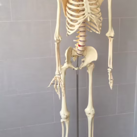 The human skeleton serves six main functions: support, movement, protection, blood cell production, storage of minerals, and endocrine regulation. It provides a rigid framework for the body, allowing for movement and protection of vital organs.