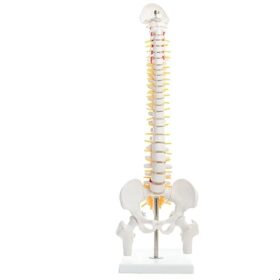 They also serve as valuable tools in clinical diagnostics and surgical planning, providing a visual aid for understanding spine problems and treatments. Additionally, models are used for biomechanical research and testing of implants and devices