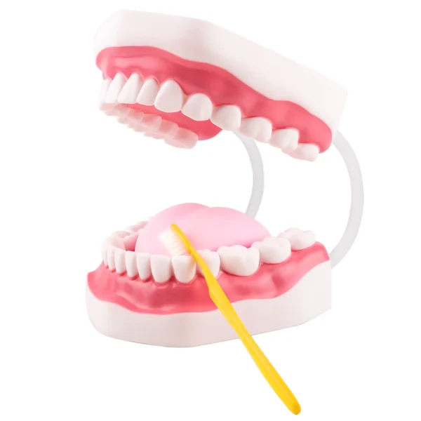 About this item The Magnum Mouth Model is enlarged 6 times normal and includes a full set of teeth and a movable tongue. The tongue is held in place by a single screw and can be easily removed using a screwdriver. The dental teeth model contains a complete set of 32 teeth, including 8 incisors, 4 canines, 8 premolars, 8 molars and 4 wisdom teeth. Ideal for training kids about mouth and teeth structure, proper brushing technique, and is also suitable for use by language educators. The flexible hinge can open and close the mouth freely and even the mouth’s shape can be changed effortlessly. The bendable hinge helps keep the mouth wide open so you can adjust the shape without manual assistance. Our anatomical teeth model is a terrific aid in teaching and for demonstrations.