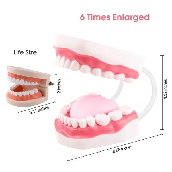 About this item The Magnum Mouth Model is enlarged 6 times normal and includes a full set of teeth and a movable tongue. The tongue is held in place by a single screw and can be easily removed using a screwdriver. The dental teeth model contains a complete set of 32 teeth, including 8 incisors, 4 canines, 8 premolars, 8 molars and 4 wisdom teeth. Ideal for training kids about mouth and teeth structure, proper brushing technique, and is also suitable for use by language educators. The flexible hinge can open and close the mouth freely and even the mouth’s shape can be changed effortlessly. The bendable hinge helps keep the mouth wide open so you can adjust the shape without manual assistance. Our anatomical teeth model is a terrific aid in teaching and for demonstrations.