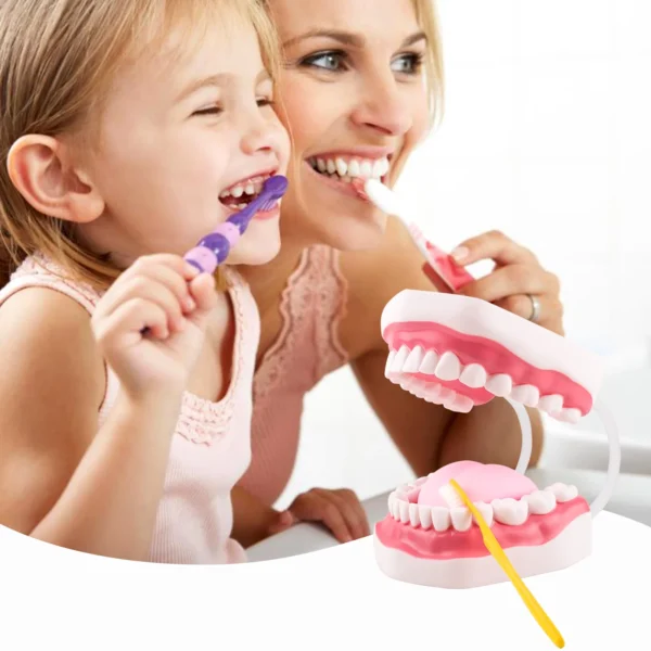 About this item The Magnum Mouth Model is enlarged 6 times normal and includes a full set of teeth and a movable tongue. The tongue is held in place by a single screw and can be easily removed using a screwdriver. The dental teeth model contains a complete set of 32 teeth, including 8 incisors, 4 canines, 8 premolars, 8 molars and 4 wisdom teeth. Ideal for training kids about mouth and teeth structure, proper brushing technique, and is also suitable for use by language educators. The flexible hinge can open and close the mouth freely and even the mouth’s shape can be changed effortlessly. The bendable hinge helps keep the mouth wide open so you can adjust the shape without manual assistance. Our anatomical teeth model is a terrific aid in teaching and for demonstrations.