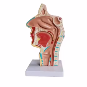 ※ 1. Anatomical Nasal Throat Anatomy Medical Model: Life-size, the main anatomical structures are clearly identified, you can clearly see all the main anatomical structures of the anatomical nasal cavity and throat. ※ 2. Specially Mounted On A Base: The entire structure is securely mounted on a plastic base, which is convenient to carry. ※ 3. Medical Quality: Made of non-toxic PVC material, tasteless, easy to clean. Able to be washed and the material will last for years. ※ 4. Perfect for Teaching & Education: Not only a medical model of the anatomical nasal cavity and throat anatomy for science class, medical schools and anatomy study, but also a perfect tool for discussing nose and sinus problems with patients.