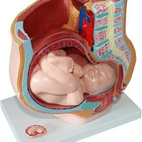 Anatomy Model Human Female Pelvic Section Pregnancy Anatomical Model Human Body Model 9 Months Pregnancy Baby Fetal Teaching Model Science Study