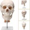 Application：Suitable for anyone interested in anatomy, nursing, physiology. Understand the various organs of the human body and their relative positions. Very suitable for children's education, perfect gift for children. Spine shows hindbrain, spinal cord, cervical nerves, vertebral arteries, basilar artery and rear cerebral arteries. Life size human skull model measures 19 x 15 x 21cm, excluding spine Mounted on a cervical spine. Can be disassembled into 3 parts: Skull cap, base of skull and mandible Removable from spine. Made from quality plastic resin which can be drilled, sanded, stained or painted.