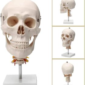 Application：Suitable for anyone interested in anatomy, nursing, physiology. Understand the various organs of the human body and their relative positions. Very suitable for children's education, perfect gift for children. Spine shows hindbrain, spinal cord, cervical nerves, vertebral arteries, basilar artery and rear cerebral arteries. Life size human skull model measures 19 x 15 x 21cm, excluding spine Mounted on a cervical spine. Can be disassembled into 3 parts: Skull cap, base of skull and mandible Removable from spine. Made from quality plastic resin which can be drilled, sanded, stained or painted.