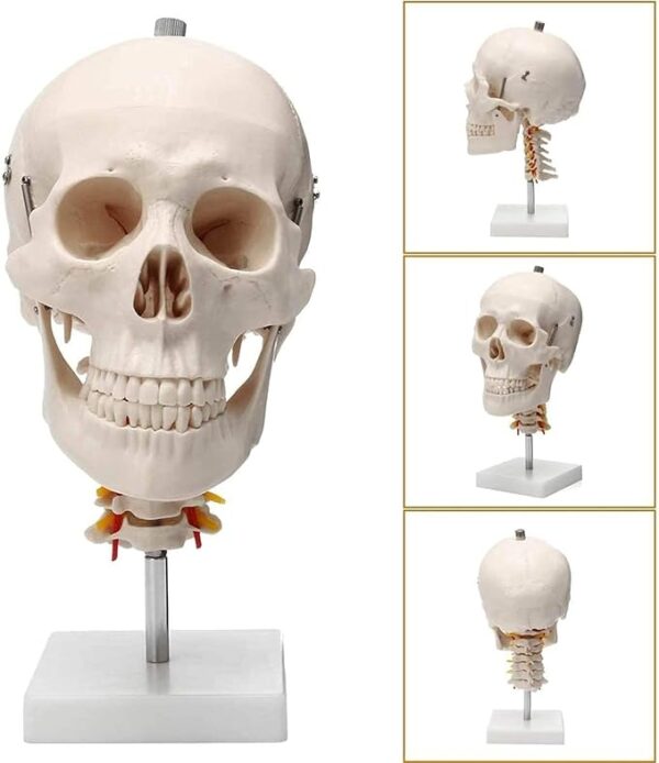 Application：Suitable for anyone interested in anatomy, nursing, physiology. Understand the various organs of the human body and their relative positions. Very suitable for children's education, perfect gift for children. Spine shows hindbrain, spinal cord, cervical nerves, vertebral arteries, basilar artery and rear cerebral arteries. Life size human skull model measures 19 x 15 x 21cm, excluding spine Mounted on a cervical spine. Can be disassembled into 3 parts: Skull cap, base of skull and mandible Removable from spine. Made from quality plastic resin which can be drilled, sanded, stained or painted.