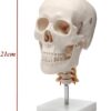 Human Skull Anatomy Model Application： Suitable for anyone interested in anatomy, nursing, physiology. Understand the various organs of the human body and their relative positions. Very suitable for children's education, perfect gift for children. Spine shows hindbrain, spinal cord, cervical nerves, vertebral arteries, basilar artery and rear cerebral arteries. Life size human skull model measures 19 x 15 x 21cm, excluding spine Mounted on a cervical spine. Can be disassembled into 3 parts: Skull cap, base of skull and mandible Removable from spine. Made from quality plastic resin which can be drilled, sanded, stained or painted.