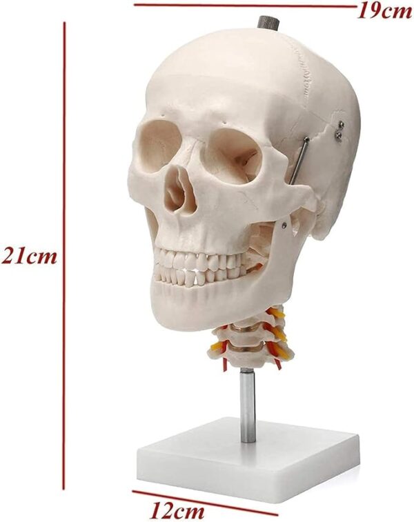 Human Skull Anatomy Model Application： Suitable for anyone interested in anatomy, nursing, physiology. Understand the various organs of the human body and their relative positions. Very suitable for children's education, perfect gift for children. Spine shows hindbrain, spinal cord, cervical nerves, vertebral arteries, basilar artery and rear cerebral arteries. Life size human skull model measures 19 x 15 x 21cm, excluding spine Mounted on a cervical spine. Can be disassembled into 3 parts: Skull cap, base of skull and mandible Removable from spine. Made from quality plastic resin which can be drilled, sanded, stained or painted.