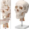 Human Skull Anatomy Model Application： Suitable for anyone interested in anatomy, nursing, physiology. Understand the various organs of the human body and their relative positions. Very suitable for children's education, perfect gift for children. Spine shows hindbrain, spinal cord, cervical nerves, vertebral arteries, basilar artery and rear cerebral arteries. Life size human skull model measures 19 x 15 x 21cm, excluding spine Mounted on a cervical spine. Can be disassembled into 3 parts: Skull cap, base of skull and mandible Removable from spine. Made from quality plastic resin which can be drilled, sanded, stained or painted.