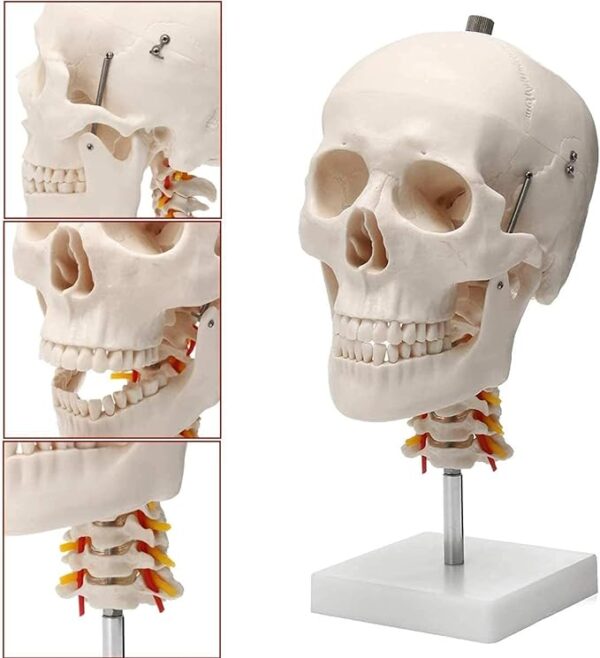 Human Skull Anatomy Model Application： Suitable for anyone interested in anatomy, nursing, physiology. Understand the various organs of the human body and their relative positions. Very suitable for children's education, perfect gift for children. Spine shows hindbrain, spinal cord, cervical nerves, vertebral arteries, basilar artery and rear cerebral arteries. Life size human skull model measures 19 x 15 x 21cm, excluding spine Mounted on a cervical spine. Can be disassembled into 3 parts: Skull cap, base of skull and mandible Removable from spine. Made from quality plastic resin which can be drilled, sanded, stained or painted.