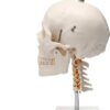 Human Skull Anatomy Model Application： Suitable for anyone interested in anatomy, nursing, physiology. Understand the various organs of the human body and their relative positions. Very suitable for children's education, perfect gift for children. Spine shows hindbrain, spinal cord, cervical nerves, vertebral arteries, basilar artery and rear cerebral arteries. Life size human skull model measures 19 x 15 x 21cm, excluding spine Mounted on a cervical spine. Can be disassembled into 3 parts: Skull cap, base of skull and mandible Removable from spine. Made from quality plastic resin which can be drilled, sanded, stained or painted.
