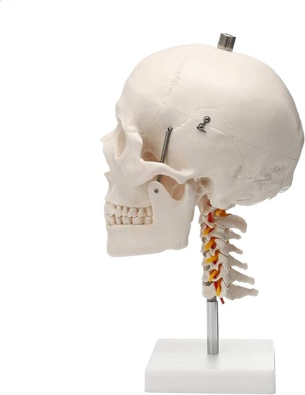 Human Skull Anatomy Model Application： Suitable for anyone interested in anatomy, nursing, physiology. Understand the various organs of the human body and their relative positions. Very suitable for children's education, perfect gift for children. Spine shows hindbrain, spinal cord, cervical nerves, vertebral arteries, basilar artery and rear cerebral arteries. Life size human skull model measures 19 x 15 x 21cm, excluding spine Mounted on a cervical spine. Can be disassembled into 3 parts: Skull cap, base of skull and mandible Removable from spine. Made from quality plastic resin which can be drilled, sanded, stained or painted.