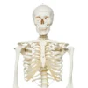 Now available on a stable metal stand with 5 casters! The other advantages of the 3B Scientific® skeleton are: Exceptional value for money 3 year guarantee Top quality natural casting Final assembly carried out by hand Made from a durable, unbreakable synthetic material On a stable metal stand with 5 casters (painted white) Close to the realistic weight of around 200 bones Natural skeleton size (Life-size: 5'6") 3 part assembled skull Individually inserted teeth Limbs can be removed quickly and easily Skull with magnetic connections