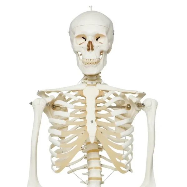 Now available on a stable metal stand with 5 casters! The other advantages of the 3B Scientific® skeleton are: Exceptional value for money 3 year guarantee Top quality natural casting Final assembly carried out by hand Made from a durable, unbreakable synthetic material On a stable metal stand with 5 casters (painted white) Close to the realistic weight of around 200 bones Natural skeleton size (Life-size: 5'6") 3 part assembled skull Individually inserted teeth Limbs can be removed quickly and easily Skull with magnetic connections