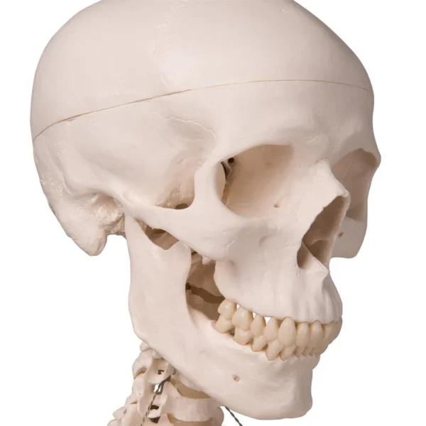 Now available on a stable metal stand with 5 casters! The other advantages of the 3B Scientific® skeleton are: Exceptional value for money 3 year guarantee Top quality natural casting Final assembly carried out by hand Made from a durable, unbreakable synthetic material On a stable metal stand with 5 casters (painted white) Close to the realistic weight of around 200 bones Natural skeleton size (Life-size: 5'6") 3 part assembled skull Individually inserted teeth Limbs can be removed quickly and easily Skull with magnetic connections