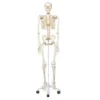 Now available on a stable metal stand with 5 casters! The other advantages of the 3B Scientific® skeleton are: Exceptional value for money 3 year guarantee Top quality natural casting Final assembly carried out by hand Made from a durable, unbreakable synthetic material On a stable metal stand with 5 casters (painted white) Close to the realistic weight of around 200 bones Natural skeleton size (Life-size: 5'6") 3 part assembled skull Individually inserted teeth Limbs can be removed quickly and easily Skull with magnetic connections