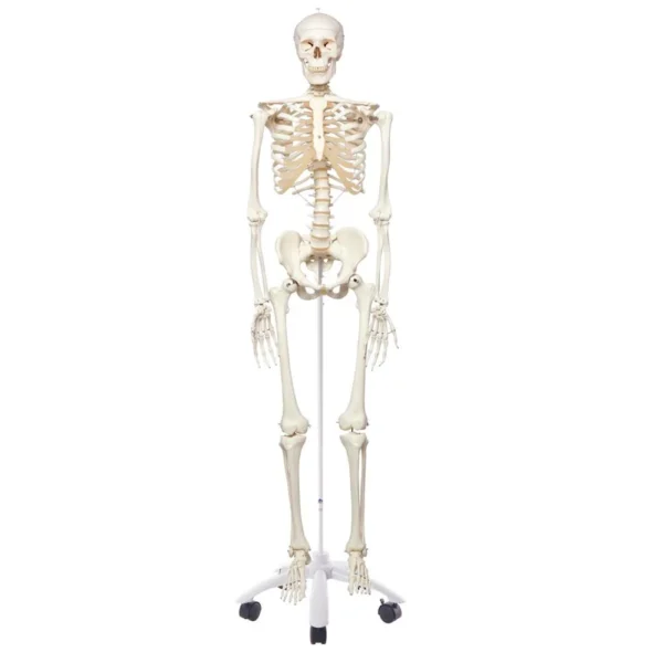 Now available on a stable metal stand with 5 casters! The other advantages of the 3B Scientific® skeleton are: Exceptional value for money 3 year guarantee Top quality natural casting Final assembly carried out by hand Made from a durable, unbreakable synthetic material On a stable metal stand with 5 casters (painted white) Close to the realistic weight of around 200 bones Natural skeleton size (Life-size: 5'6") 3 part assembled skull Individually inserted teeth Limbs can be removed quickly and easily Skull with magnetic connections