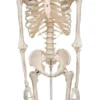 Now available on a stable metal stand with 5 casters! The other advantages of the 3B Scientific® skeleton are: Exceptional value for money 3 year guarantee Top quality natural casting Final assembly carried out by hand Made from a durable, unbreakable synthetic material On a stable metal stand with 5 casters (painted white) Close to the realistic weight of around 200 bones Natural skeleton size (Life-size: 5'6") 3 part assembled skull Individually inserted teeth Limbs can be removed quickly and easily Skull with magnetic connections