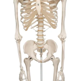 Now available on a stable metal stand with 5 casters! The other advantages of the 3B Scientific® skeleton are: Exceptional value for money 3 year guarantee Top quality natural casting Final assembly carried out by hand Made from a durable, unbreakable synthetic material On a stable metal stand with 5 casters (painted white) Close to the realistic weight of around 200 bones Natural skeleton size (Life-size: 5'6") 3 part assembled skull Individually inserted teeth Limbs can be removed quickly and easily Skull with magnetic connections