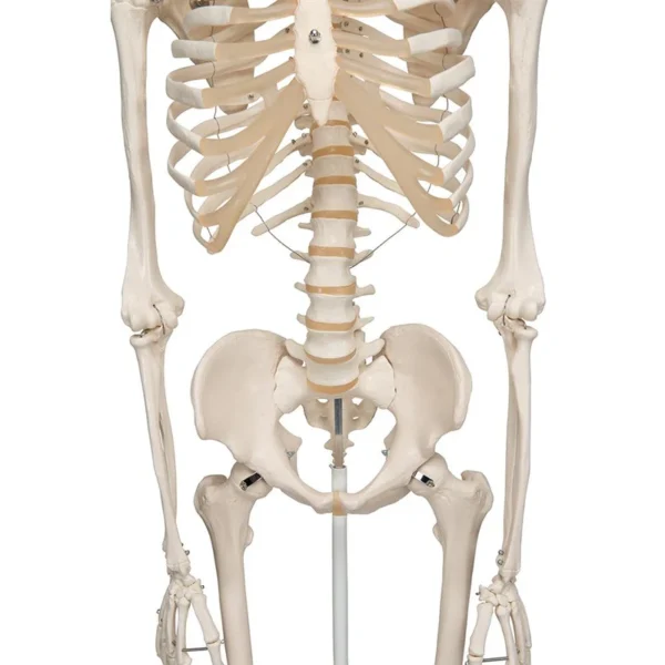 Now available on a stable metal stand with 5 casters! The other advantages of the 3B Scientific® skeleton are: Exceptional value for money 3 year guarantee Top quality natural casting Final assembly carried out by hand Made from a durable, unbreakable synthetic material On a stable metal stand with 5 casters (painted white) Close to the realistic weight of around 200 bones Natural skeleton size (Life-size: 5'6") 3 part assembled skull Individually inserted teeth Limbs can be removed quickly and easily Skull with magnetic connections