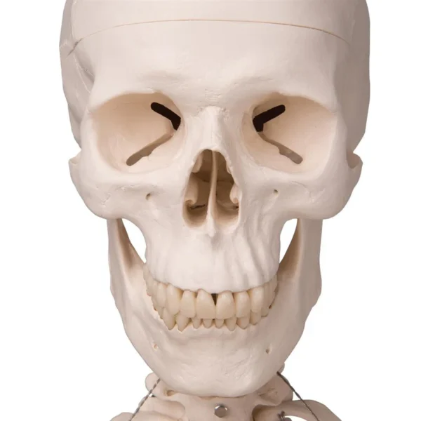 Now available on a stable metal stand with 5 casters! The other advantages of the 3B Scientific® skeleton are: Exceptional value for money 3 year guarantee Top quality natural casting Final assembly carried out by hand Made from a durable, unbreakable synthetic material On a stable metal stand with 5 casters (painted white) Close to the realistic weight of around 200 bones Natural skeleton size (Life-size: 5'6") 3 part assembled skull Individually inserted teeth Limbs can be removed quickly and easily Skull with magnetic connections