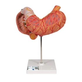 The stomach model shows the different and individual layers of the stomach wall. The front half of the stomach is removable for detailed study of the anatomy of the human stomach. The replica of the stomach depicts: Lower esophagus Vessels Nerves The stomach is a high quality anatomical replica great for use in the doctor's office or classroom. Stomach delivered on stand. Every original 3B Scientific® Anatomy Model gives you direct access to its digital twin on your smartphone, tablet or desktop device. Enjoy using the exclusive virtual anatomy content with the following features: Freely rotate your digital model and zoom in and out Display hotspots and their anatomical structures Augmented Reality (AR) feature starts your virtual anatomy model Anatomy Quiz function to test and improve your anatomical knowledge with instant results and final score evaluation Drawing function that allows image customization with save and share function Useful Notes function to help you with your personal learning Possibility to learn both male and female anatomy
