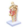 Nasal Cavity Throat Anatomy Model: Simulation Oral Cavity Anatomical Model| Scientific Pharynx Larynx Model for Science Education| School Teaching Display Model (Pathological)