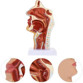 Nasal Cavity Throat Anatomy Model: Simulation Oral Cavity Anatomical Model| Scientific Pharynx Larynx Model for Science Education| School Teaching Display Model (Pathological)