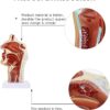 Nasal Cavity Throat Anatomy Model: Simulation Oral Cavity Anatomical Model| Scientific Pharynx Larynx Model for Science Education| School Teaching Display Model (Pathological)