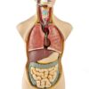 19 Inch Tabletop Human Torso Model, Anatomically Accurate Kit,