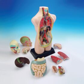 19 Inch Tabletop Human Torso Model, Anatomically Accurate Kit,