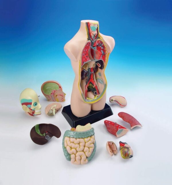 19 Inch Tabletop Human Torso Model, Anatomically Accurate Kit,